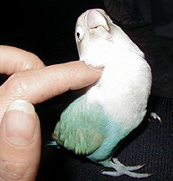 ���[��A�������C�����C�C�́`��