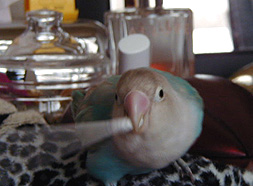 ���C�΂�΂�悧�`���