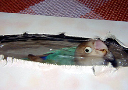 �����́A�������̂Ƃ��悧�`�I