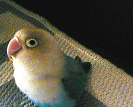 �����A���v�����Ă΂��I