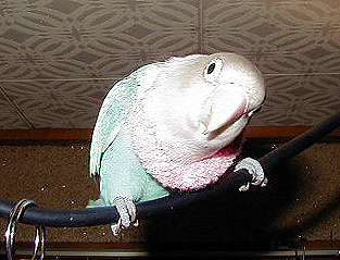 �������̂��F�B�A������́H