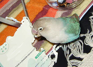 �K�W�K�W�y�����ȁ`��