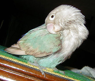 �����������e�@�ŃL���C�ɂȂ肽���킟�`