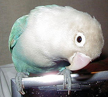 �ǁ[�����́H