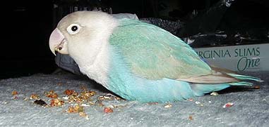 �Ђ܂��H�������ɂ���ƐH�ׂȂ��̂�[�B