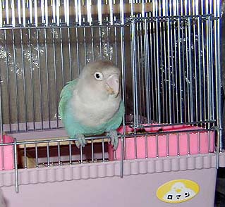 �ނ̂������́A�������������Ă�����`�B