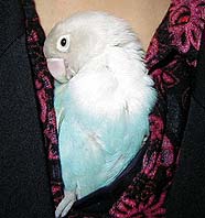 �������͂��ł��܂܂Ƃ������傾����ˁ�