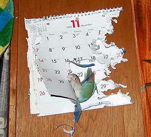 ����ς�A�������ł��[���Ă�̂���Ԃ�`��