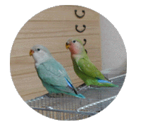 ������Ɛ�����