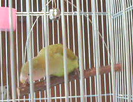 �g�������āA����������