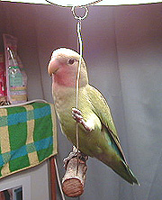 ������ƁA�|�[�Y����Ă݂����