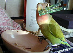 ����A�ڂ���̂�����˂��I