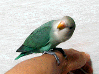 �ŋ߂̒�����