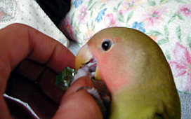 �������̂��ځX�̉��A������҂����A�I�����W�ł���I�H