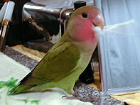 �Ȗ_���Ăˁ`�A�y�����񂾂�`��