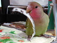 ���������ĂˁA���傤�ǃK�W�K�W���₷���񂾂��`��