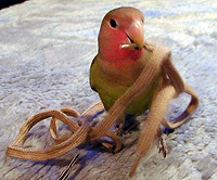 ����`�A���Ă��́`�H