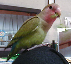 �����؂ł���H�H�ׂĂ��`