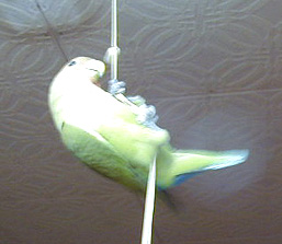 �����Ă����ā`�A�������낢�񂾂����`���