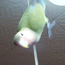 �ق��`��A�����`��Ȃ��Ƃ��o�����Ⴄ�񂾂悧�`��