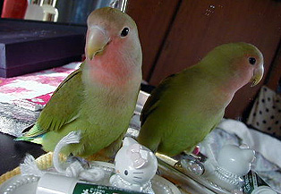 �܂܁A�Ȃ񂩌������H�H