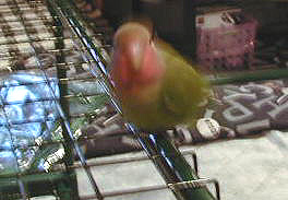 �������Ȃ���܂܁A����`�������`�I