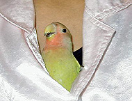 �Ȃɂ��I�H�o����Č����̂��I�H