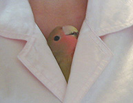 ���ꂽ���`��