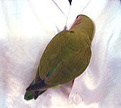 ���C�V���A���C�V���E�E�E