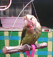 �������傢�`���H