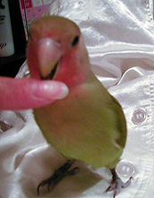 ���C������˂��I