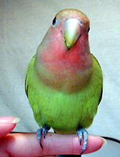 �ӂ����ˁ[�����Ǝ��Ă�ł���`�H