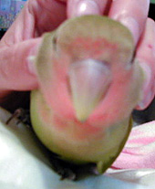 �������`�A�C�������̂����`�`�`