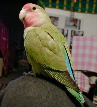 ���F�B�́A�܂���ł�����`�B