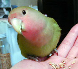 �܂܁A�Ȃɕ������̂��H