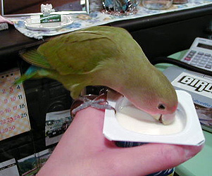 ���[�O���g�A���������̂˂��