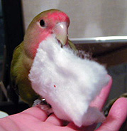 �ŋ߂́A�}�}�̃R�b�g���ɖ����Ȃ́�