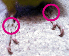 �����̖͗l�A�킩�那�`�H�H�H