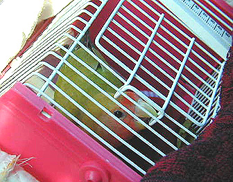 �搶�ɂ��n�t���̌��N�D�ǎ��A��������������I