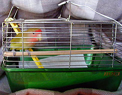 �ڂ��̐V�����Q��Ƃ�����I�g�������ĉ��K��