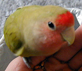 ���̃n�`�}�L�́A�܂�����Ȃ���`�B