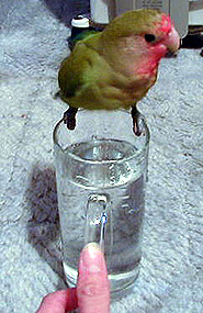 �}�}�`�A�����Ő����т��Ă����[���H