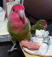 ���傱���ƃJ�b�R���Ă݂��������