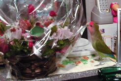 ���Ԃ��āA�L���C�Ȃ񂾂˂��I