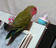 �Ȃ񂾂Ȃ񂾁I�H