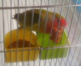 �ււց`�I�ӂ邳�ƂŐH�ׂĂ���I�����D������