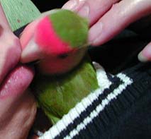 ���ނ����ނ����I�܂܂ƃ��u���u����΁A�����������Ȃ���H������������