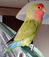 ���ƂȂ̉H�ɂȂ����ł���H�n�`�}�L�����������H�H