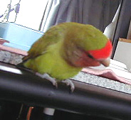 �Q�P���I���A��낵�����肢���܂��`����