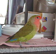 ���F�B�݂̂�ȂƂӂ����˂������A���肪�ƂˁI